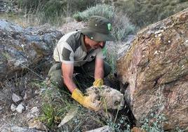 El guarda forestal de la Junta de Extremadura rescatando uno de los búhos