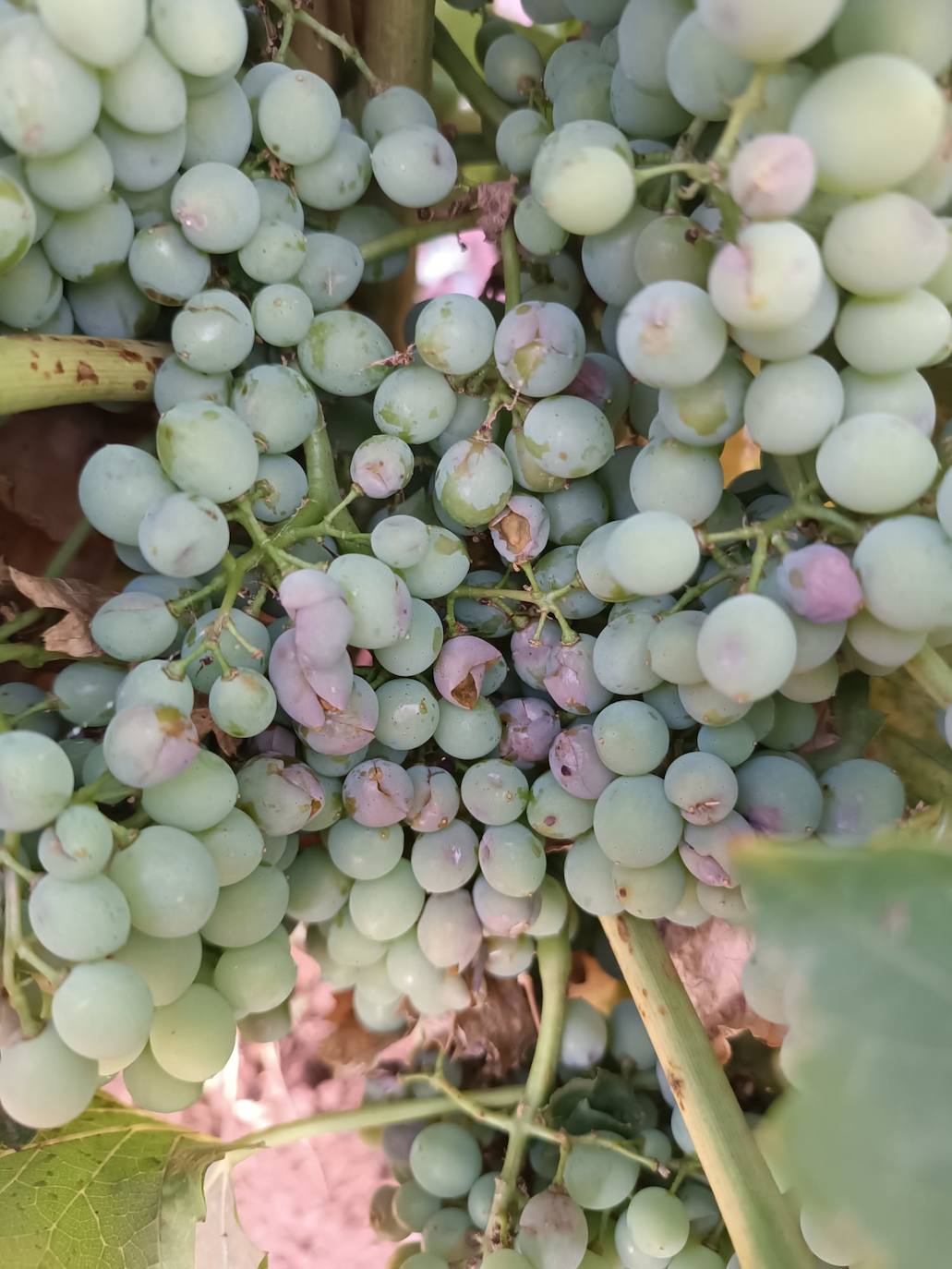 Daño del granizo en las uvas