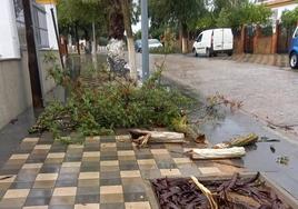 Un arbol caido por el viento en el camino de la Virgen