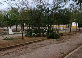 Árbol caido
