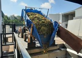 Descarga de uva en la bodega de la Cooperativa