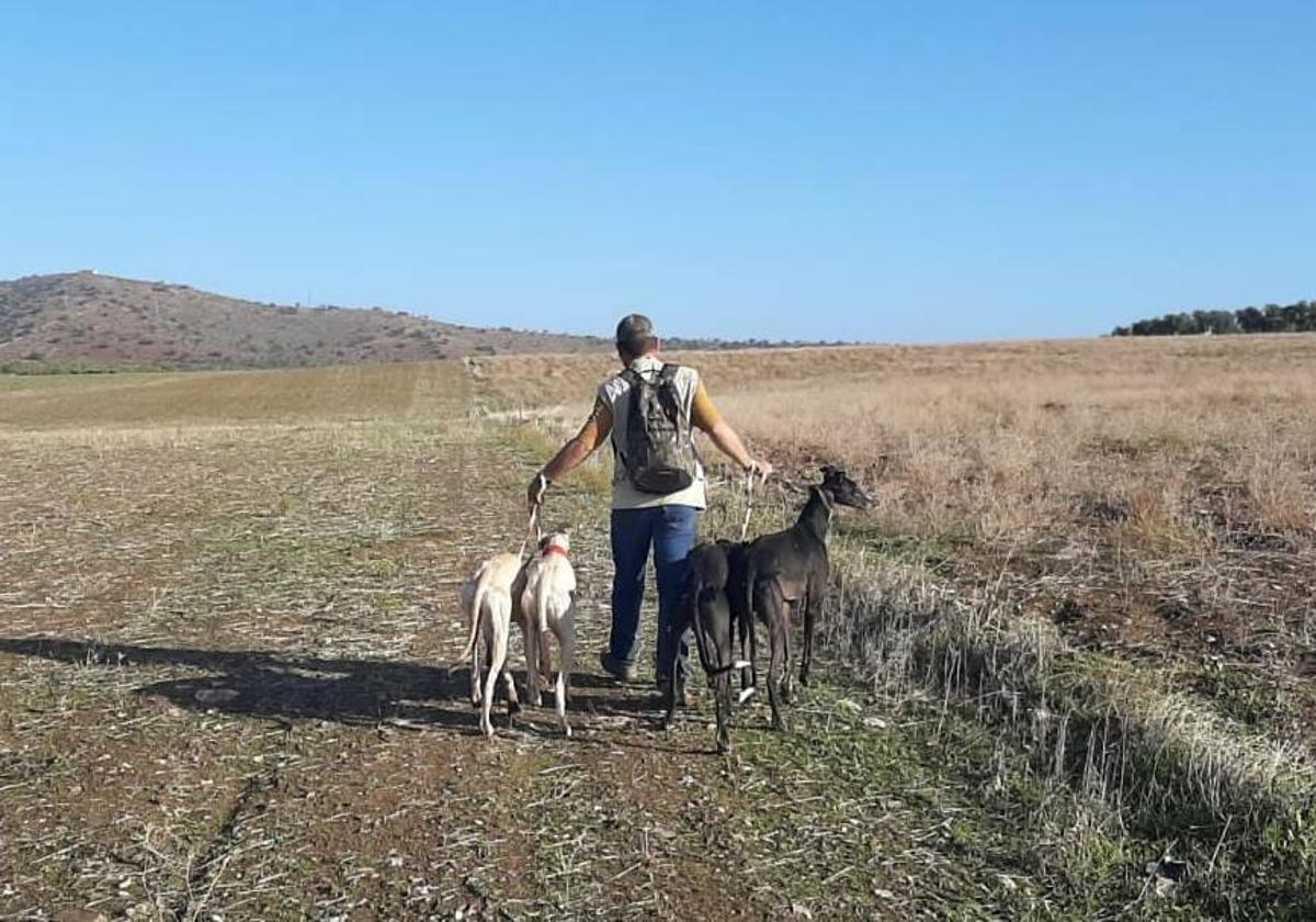 A las liebres con galgos