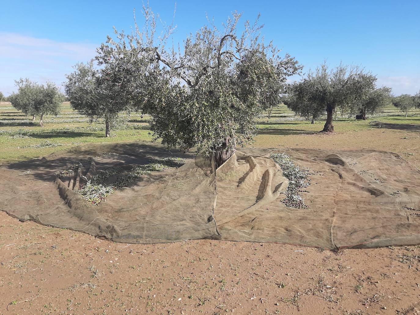 Recogiendo aceitunas