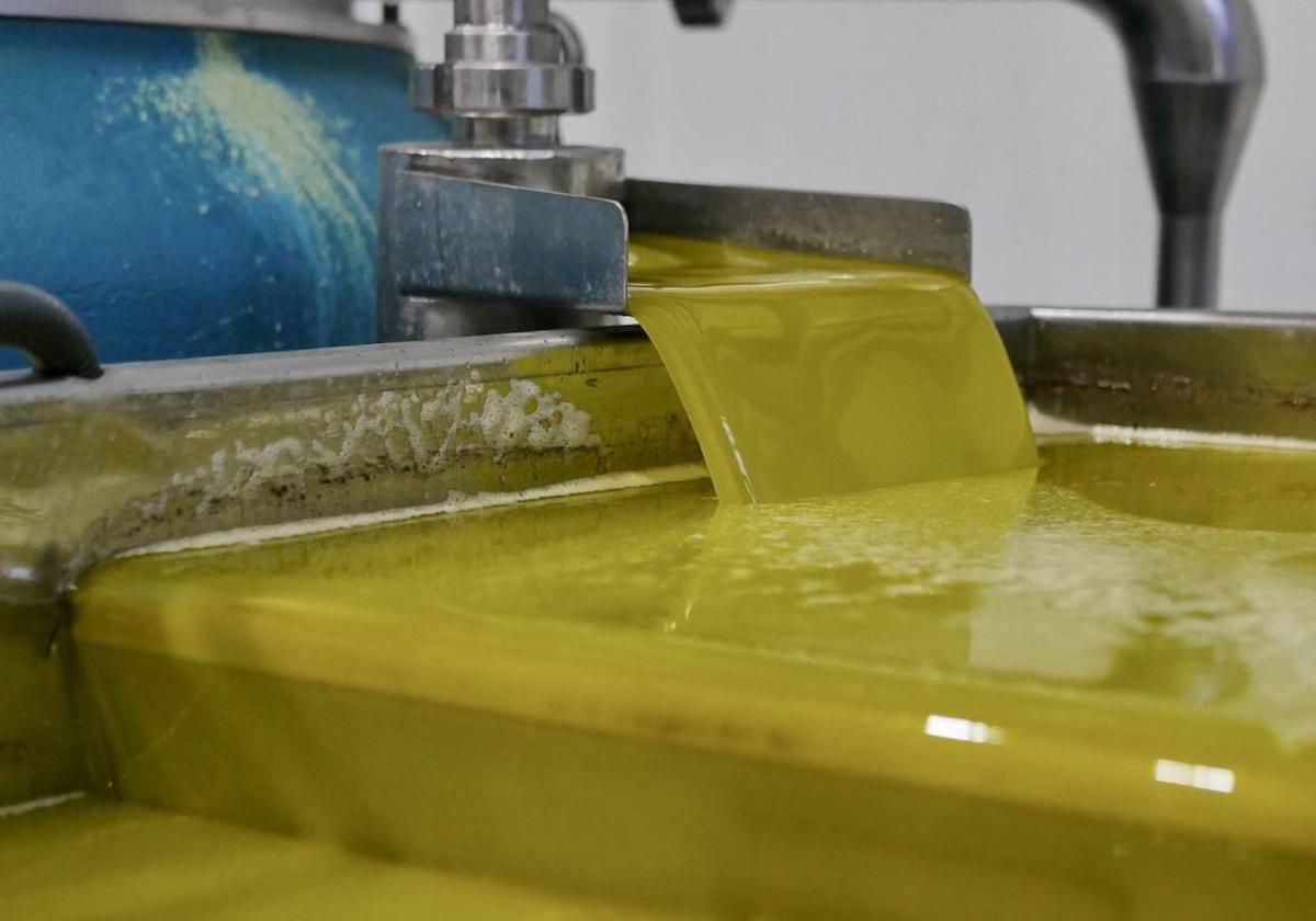 Aceite de gran calidad en la Cooperativa