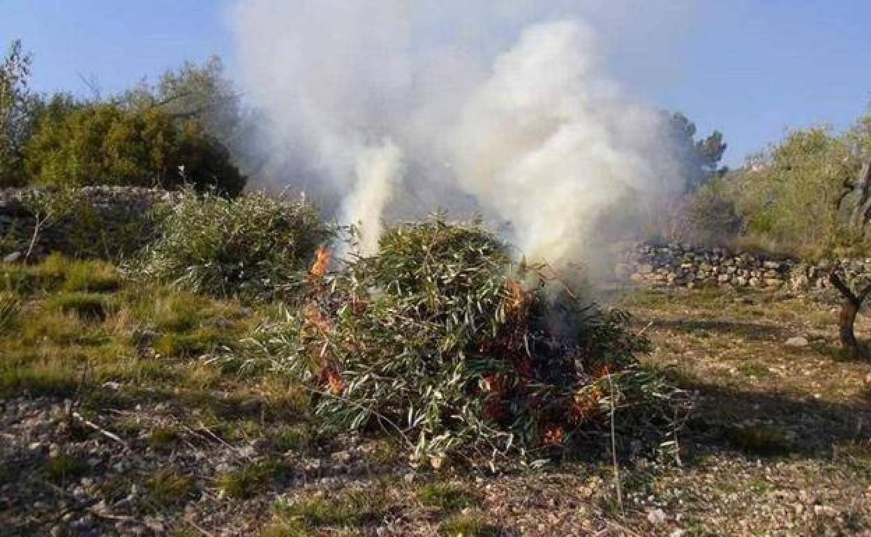 Ahora es el tiempo de la quema de desechos vegetales en el campo con la declaración responsable
