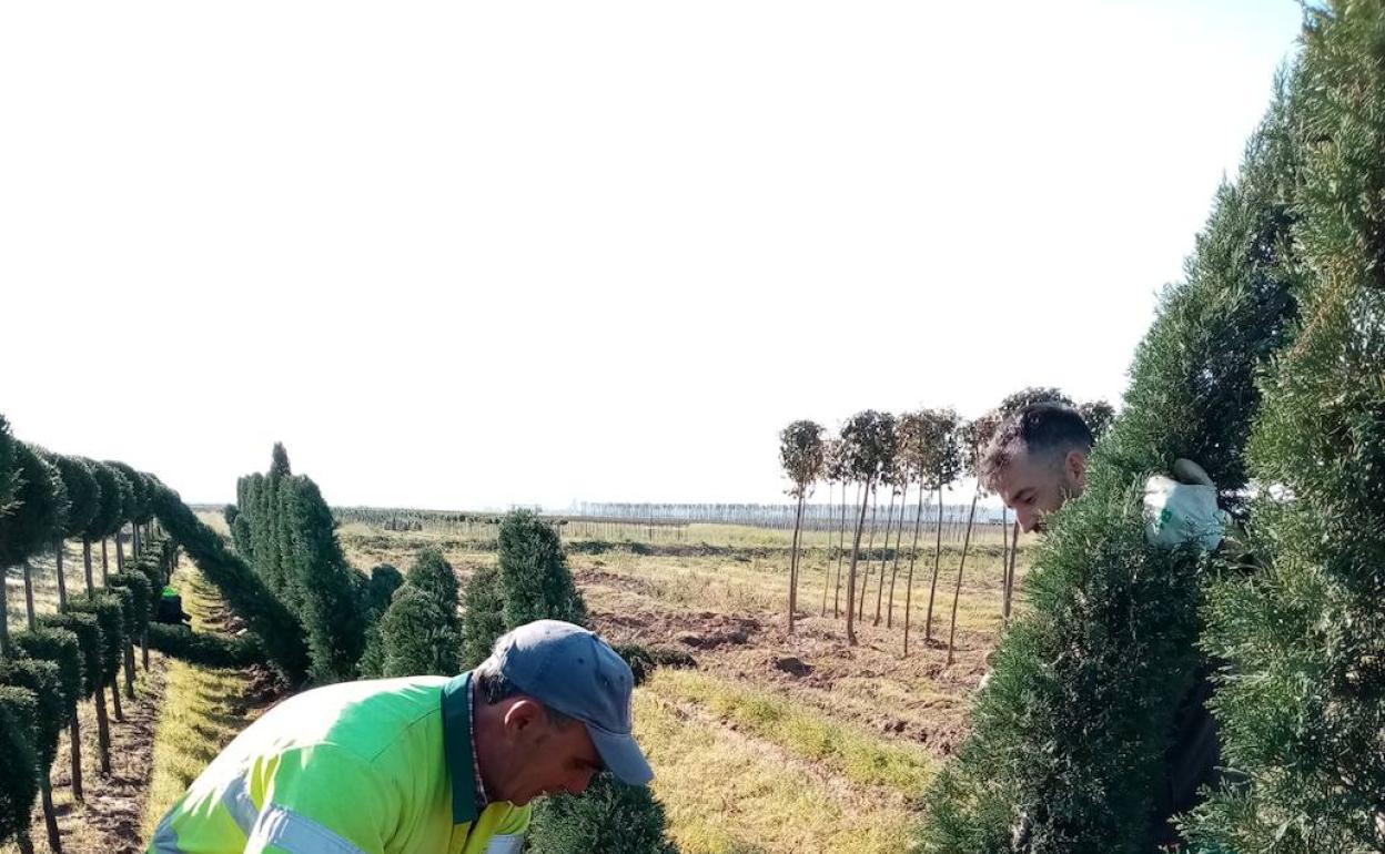 Vivero de la provincia de Badajoz 