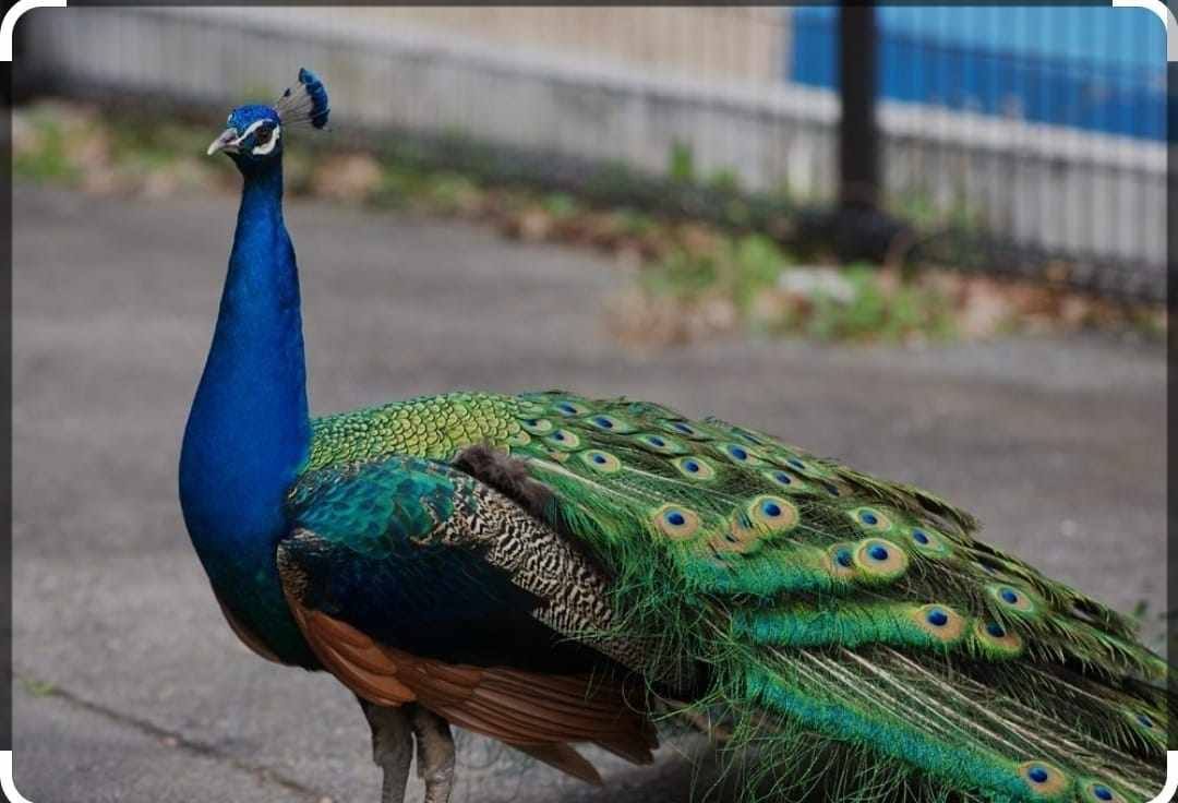 Macho de pavo real.
