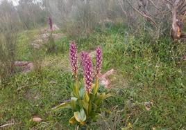 La floración de las orquídeas se han adelantado y ya se pueden ver ejemplares como esta orquídea gigante