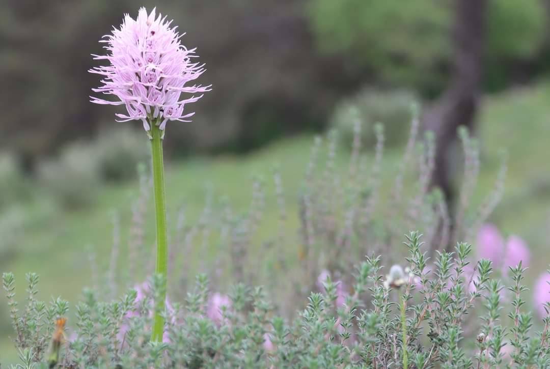Orquídeas en la sierra