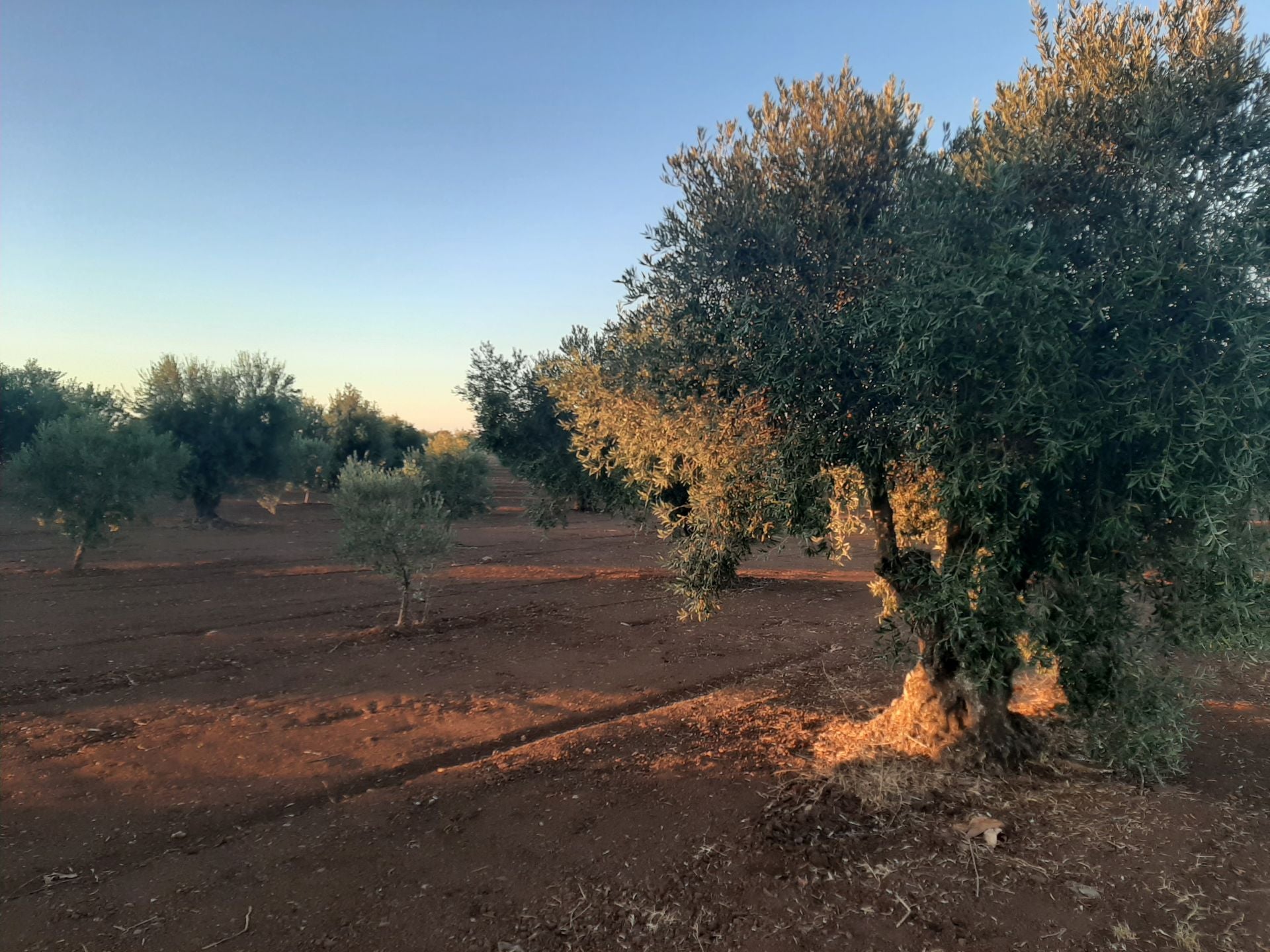 Olivar en Los Santos