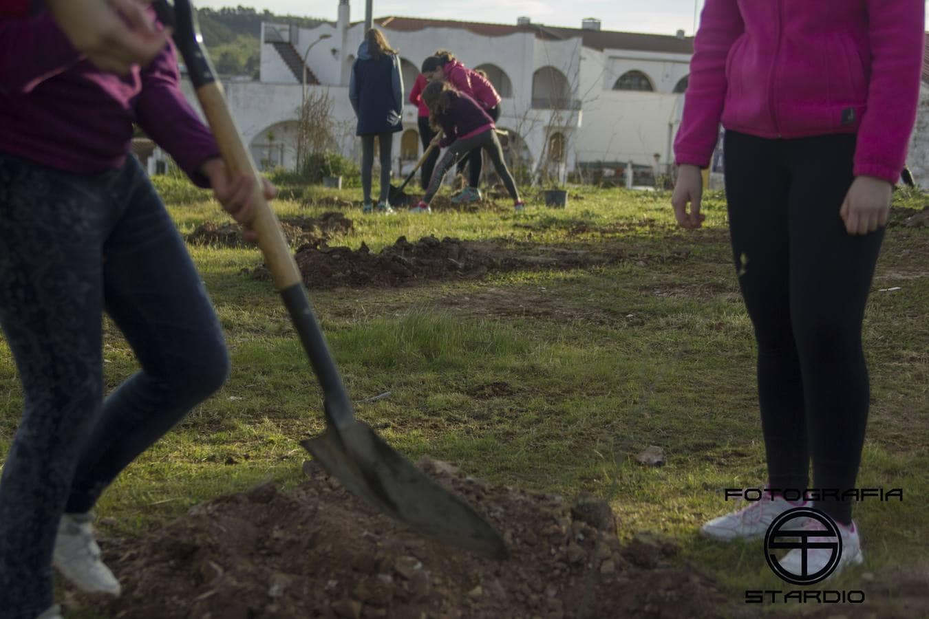 Plantando árboles 