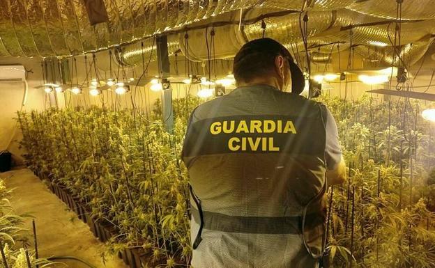 La Guardia Civil incauta 2.350 plantas de marihuana 