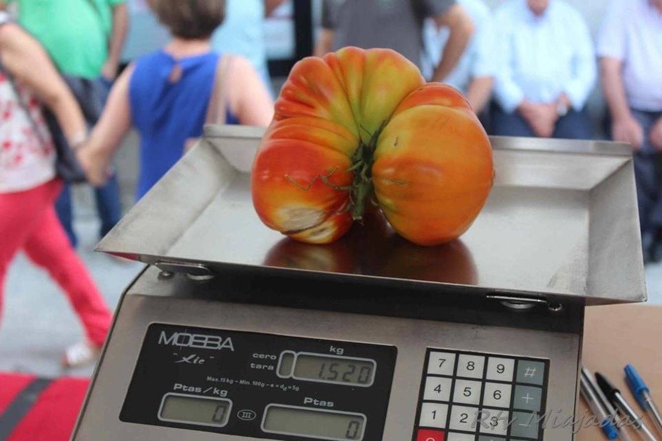 Folklore, gastronomía, música y claro está, mucho tomate. El fin de semana del 19 al 21 de julio la localidad miajadeña volvió a volcarse un año más con el alimento que caracteriza a Miajadas: el tomate. Tres días cargados de festividad en una tercera edición que mejora el nivel de años anteriores, objetivo perseguido por parte del consistorio. 