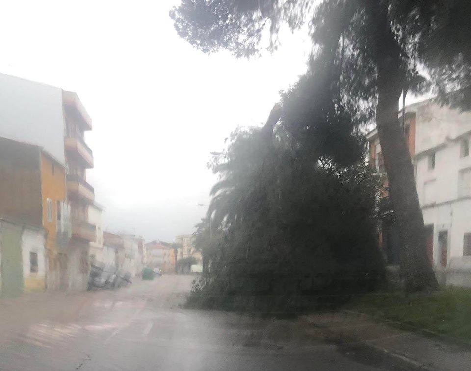 Rama arrancada en la Avenida Cruz de los Pajares /