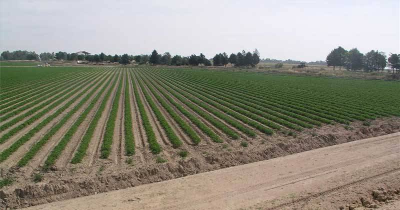 Cultivo de tomates en el término municipal de Miajadas 