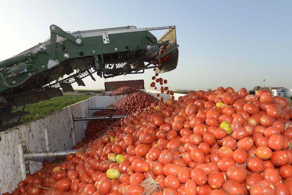 Máquina procesadora en la recogida de tomates 