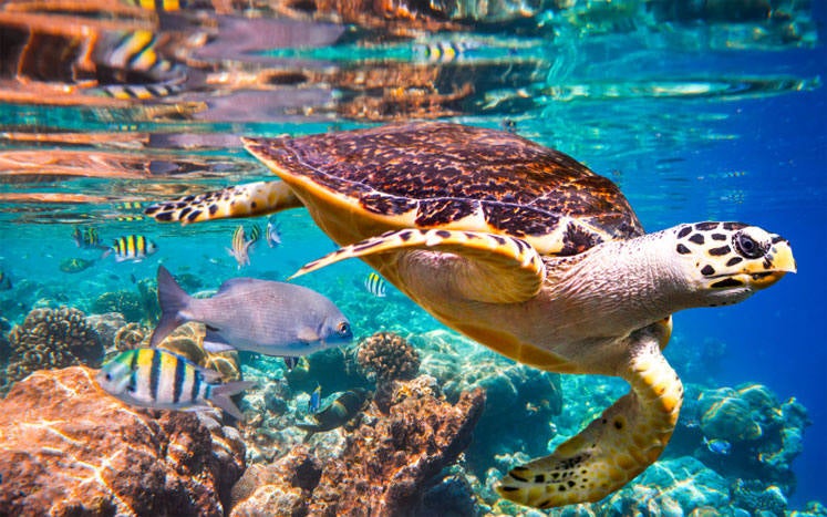Desde la Fundación Biodiversidad denuncian que un millón de especies están en peligro de extinción 