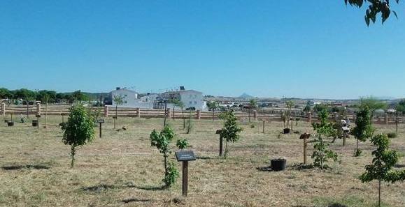 Árboles plantados años anteriores en el parque 