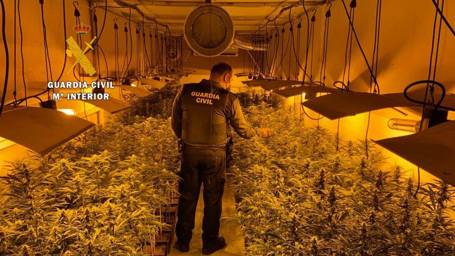 Plantacion de marihuana desmantelada por la Guardia Civil de Miajadas 