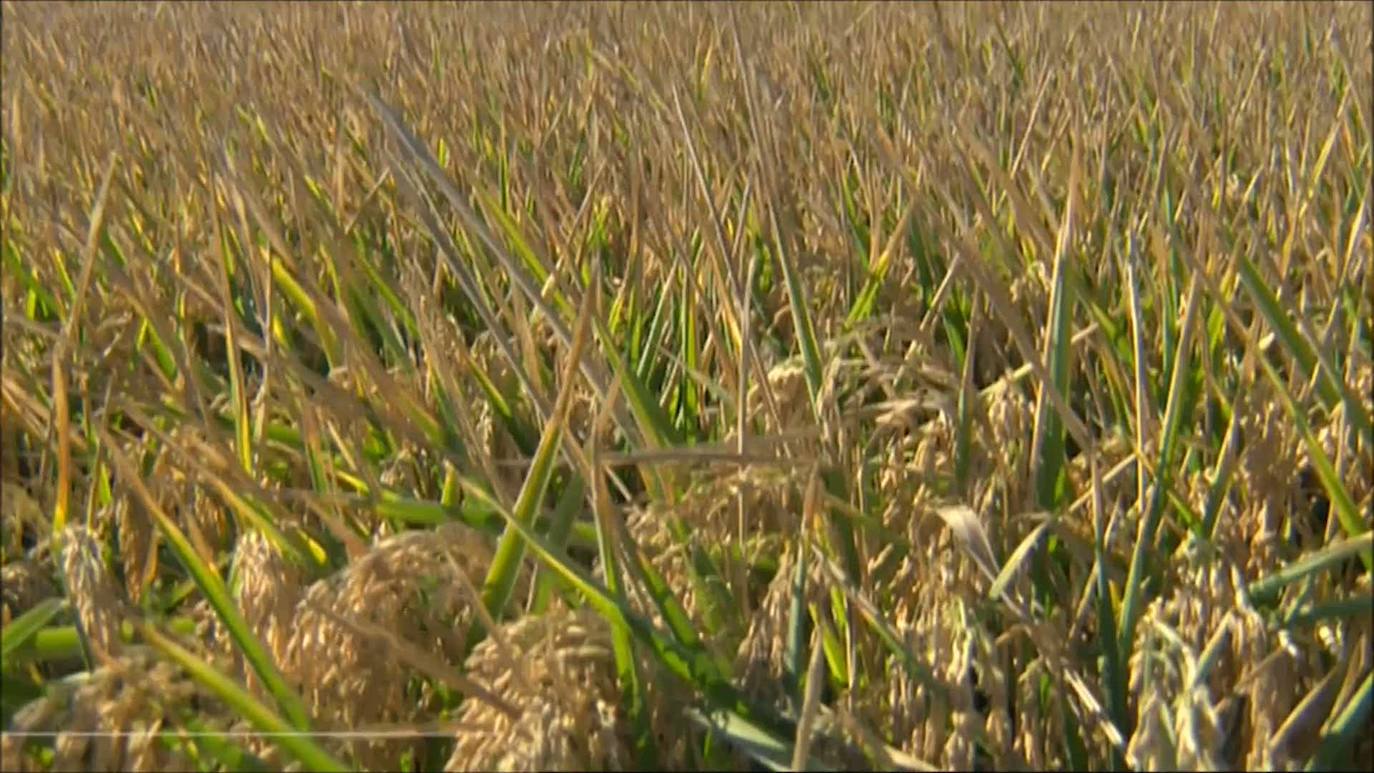 El Ayuntamiento de Miajadas estudia compensar a los agricultores que no hayan podido regar por la sequía