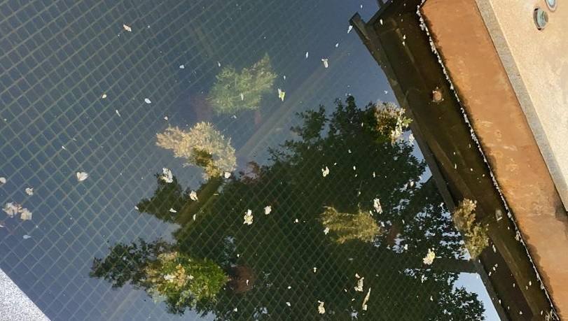 Plantas arrojadas a la fuente de la Plaza de España 