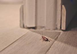 Tratamiento desinsectación contra la población de cucarachas en Casar de Miajadas y Alonso de Ojeda