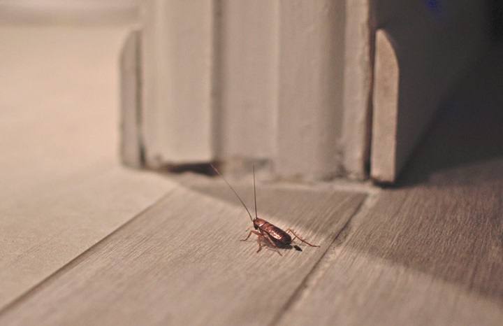 Tratamiento desinsectación contra la población de cucarachas en Casar de Miajadas y Alonso de Ojeda