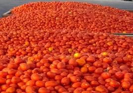 UPA-UCE denuncia a varias industrias tomateras por pagar precios debajo de costes