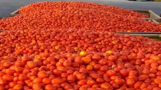 UPA-UCE denuncia a varias industrias tomateras por pagar precios debajo de costes