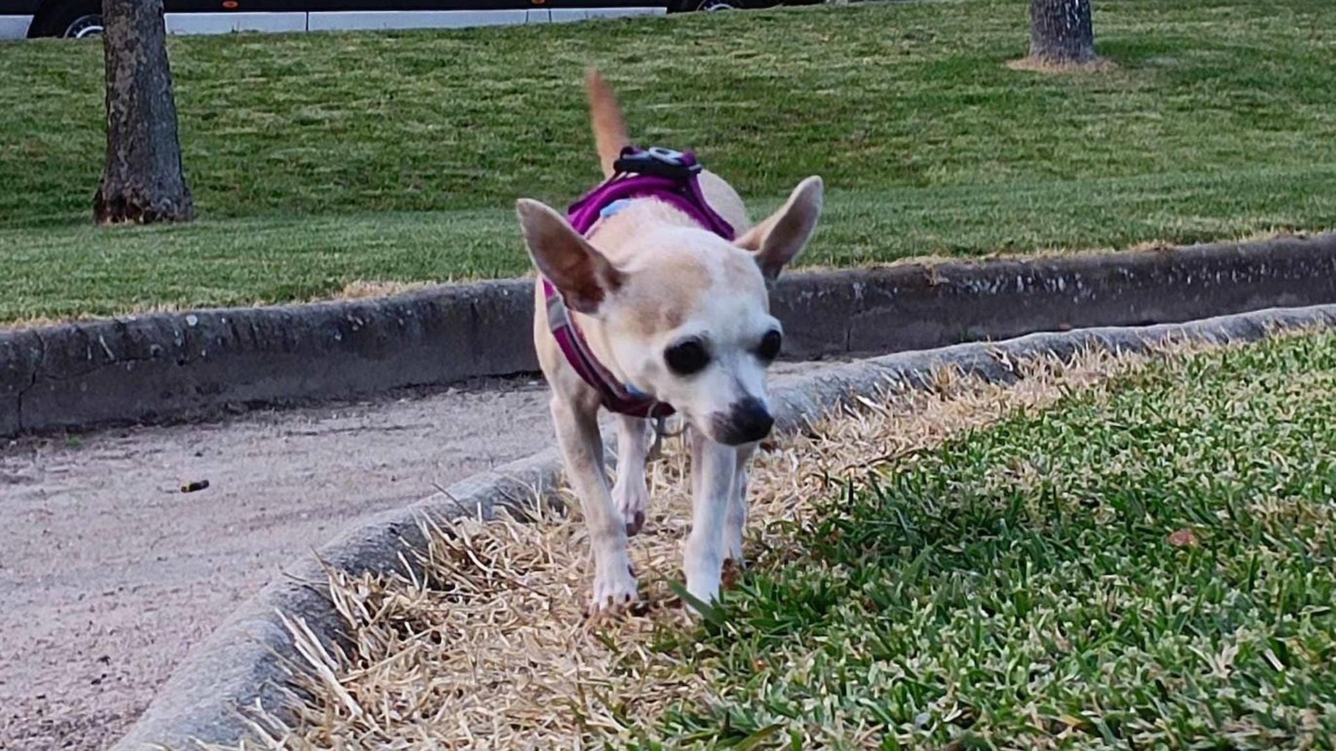 Desde la distancia: «Me ha sorprendido la cantidad de perros que van con  sus dueños por paseos» | Hoy