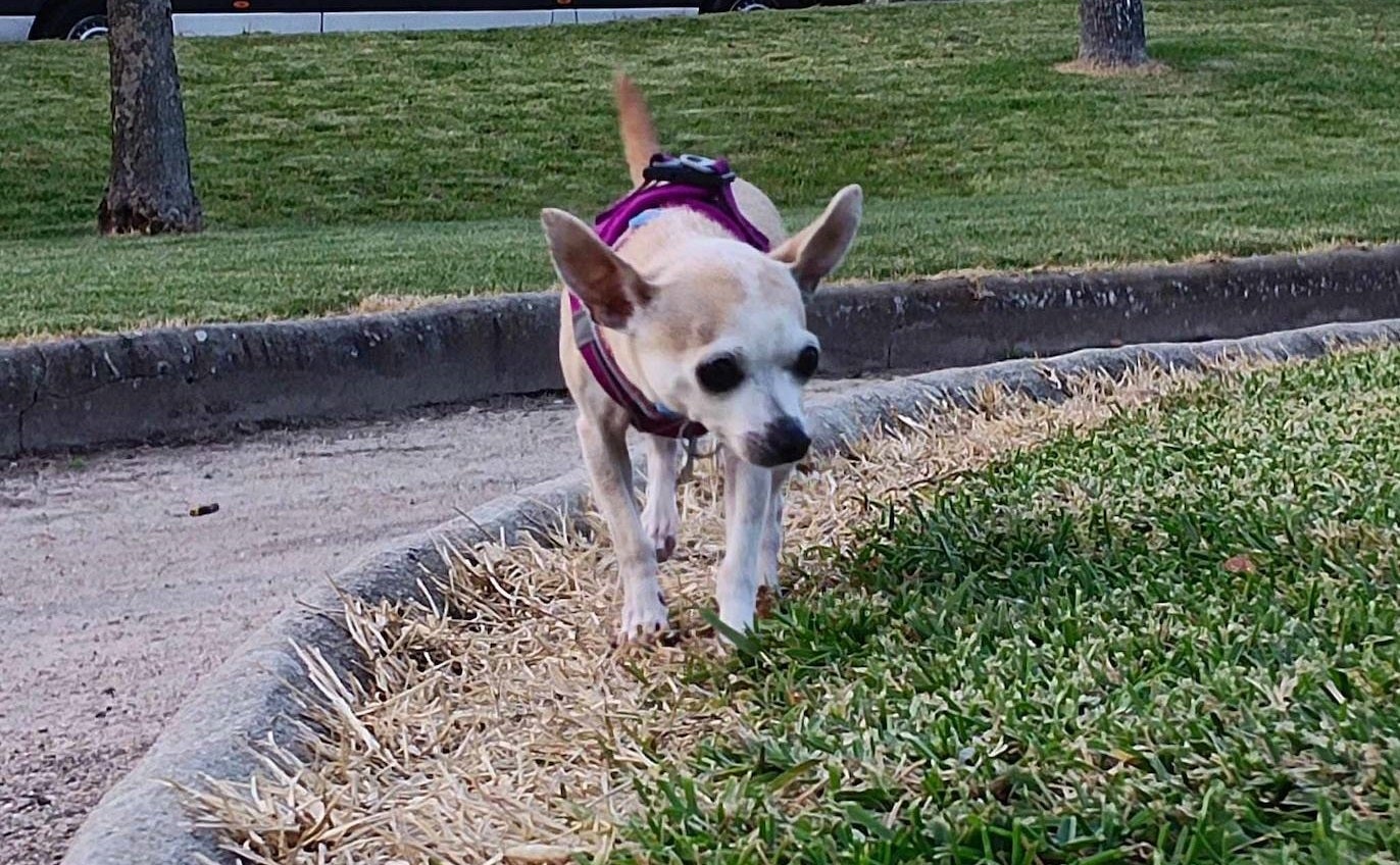 Un pequeño can pasea por Miajadas.