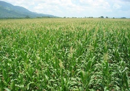 El municipio es sometido a un tratamiento contra la población de mosquitos