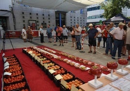 Un total de 73 ejemplares y cajas han participado este año en la actividad protagonizada por lo mejor de la huerta tomatera en Miajadas y alrededores, el XXIX Concurso del tomate, y que ha repartido un total de 2.500 euros en premios. En la categoría de mayor peso el ganador ha sido Julián Sánchez, con un tomate que ha pesado sobre la báscula 1,558 kilos, nada más y nada menos. En segunda posición ha quedado un ejemplar de 1,496 kilos, presentado por Juan Gabriel Loro, y en tercera posición ha quedado Antonio Jesús Cañamero con un tomate de 1,410 kilos. En la categoría de tomate más singular, el primer premio local ha sido para Juan Parejo, el tomate más estético ha sido el perteneciente a la huerta de Francisca Mayoral. Pasando a la mejor caja de fábrica local, la ganadora ha sido Flor Cintero, y en la caja de verdeo el trofeo ha sido para Raúl Redondo