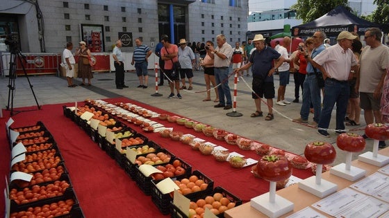 FOTOS: Concurso del tomate 2024