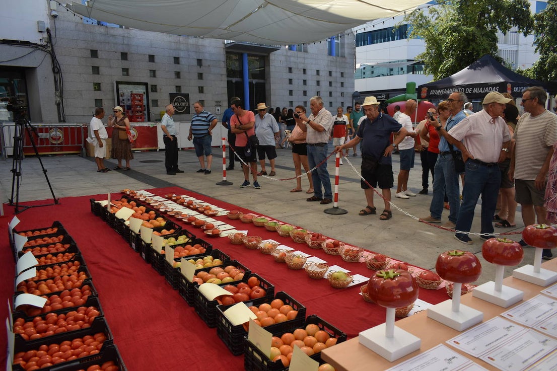 FOTOS: Concurso del tomate 2024