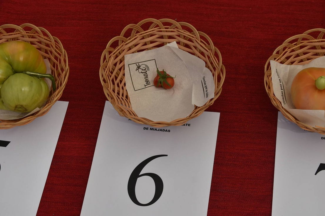 FOTOS: Concurso del tomate 2024