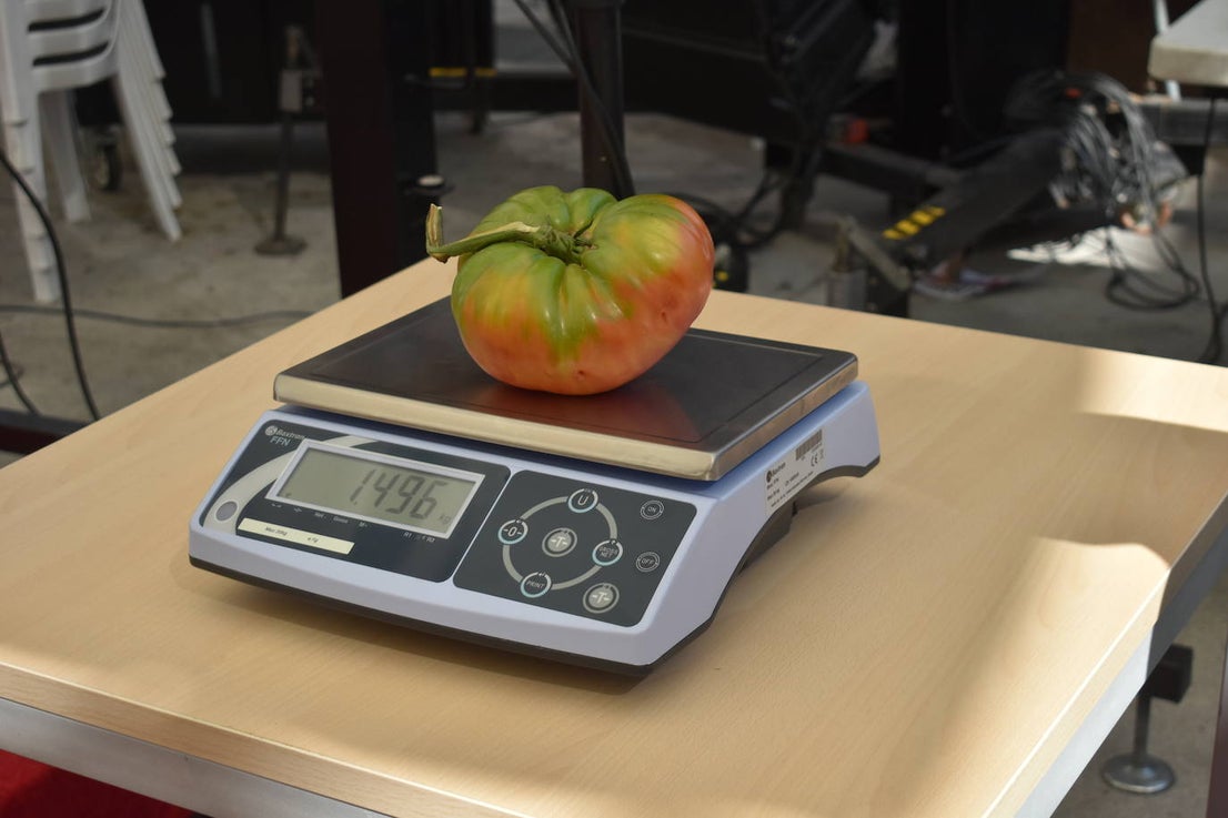FOTOS: Concurso del tomate 2024