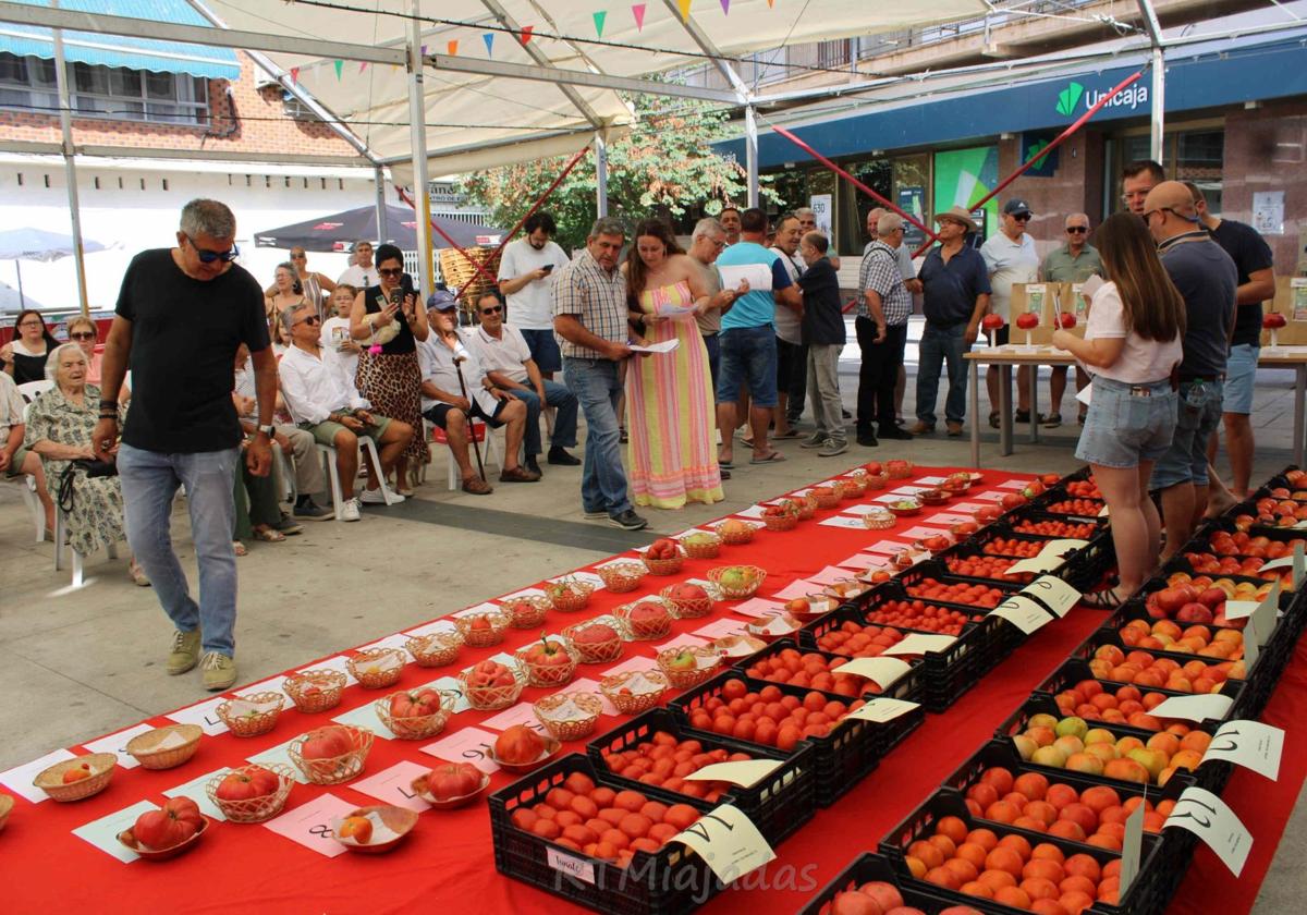 Un tomate de más de un kilo y medio ganó el XL Concurso del Tomate de Miajadas