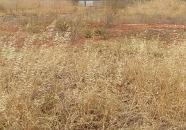 Los propietarios de solares deben desbrozarlos antes del 31 de mayo