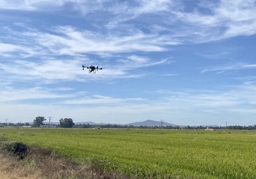 Campaña contra la pudenta del arroz: Miajadas y las Vegas del Guadiana movilizan un frente aéreo para proteger sus cultivos