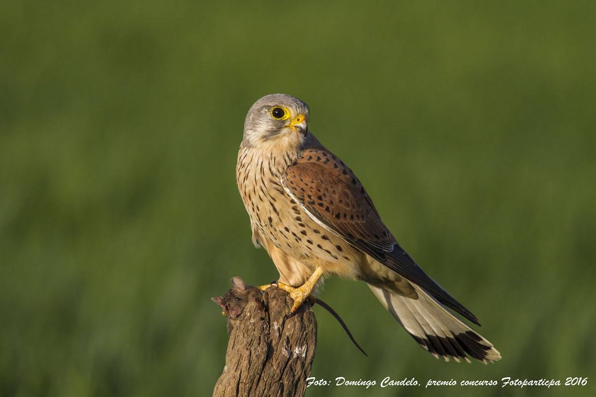 Adicomt participará en la feria inglesa ornitológica ‘Bird Fair’