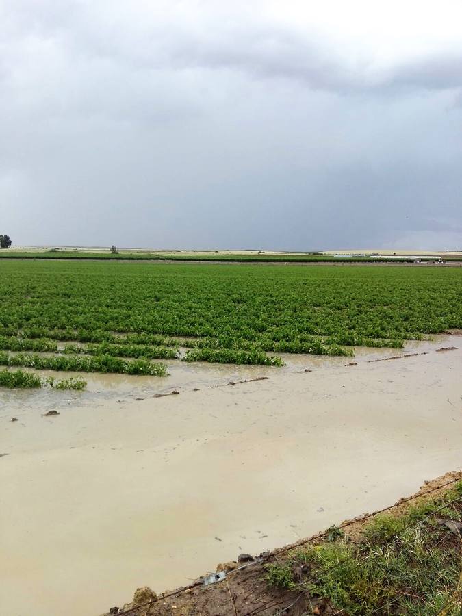 Explotación de tomate de la comarca de Miajadas que ha quedado inundada. 