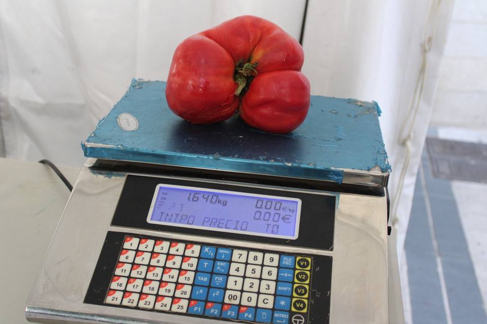 Momento en el que se pesa el tomate más grande. 