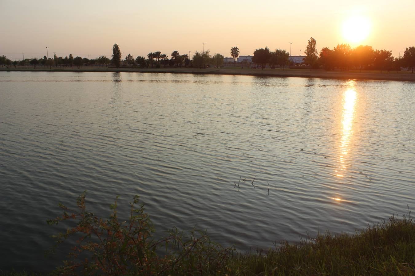 Aspecto actual de la charca del parque La Laguna Nueva. 