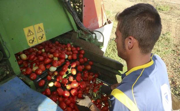 El Gobierno estudia rebajar el IRPF del tomate cacereño, que la Junta «no había pedido»