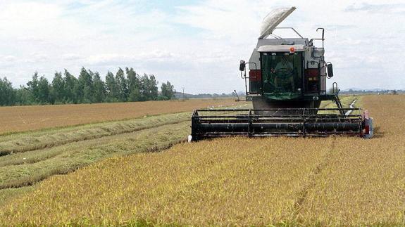 Máquina cosechando un campo de arroz. 