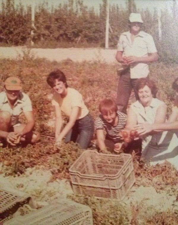 Una cuadrilla recogiendo tomates en el año 1979. 