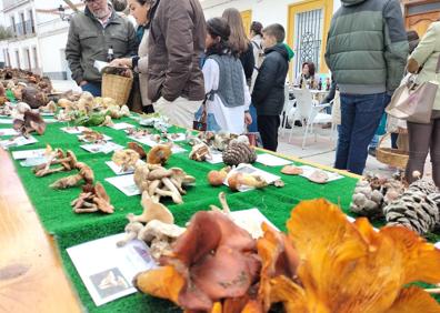 Imagen secundaria 1 - Algunos momentos de la exposición de setas 