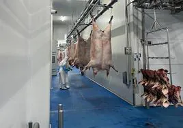 Despiece de cerdos en el matadero de Zafra