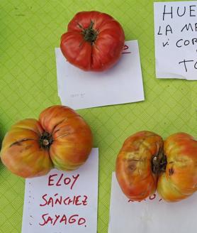 Imagen secundaria 2 - Maxis y José Antonio, junto a Juan Carlos Giraldo reciben el reconocimiento. Elaborando 'sopones'. Ejemplares de tomates presentados a concurso